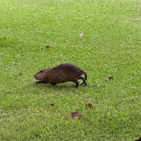 2025-09-07 19.22.33 A Nutria - 